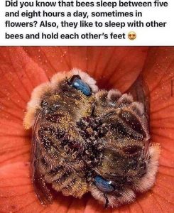 cute bee fact