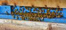 bees-3609059_960_720