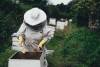 Working with the hives in the apiary 
