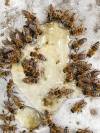 Bees feeding from a pool of spilt honey
