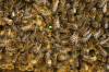 bees-1806219_960_720